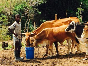 Water is food as the livestock that provide meat and dairy cannot survive without water. These and other animals are provided with water from our wells on a daily basis.